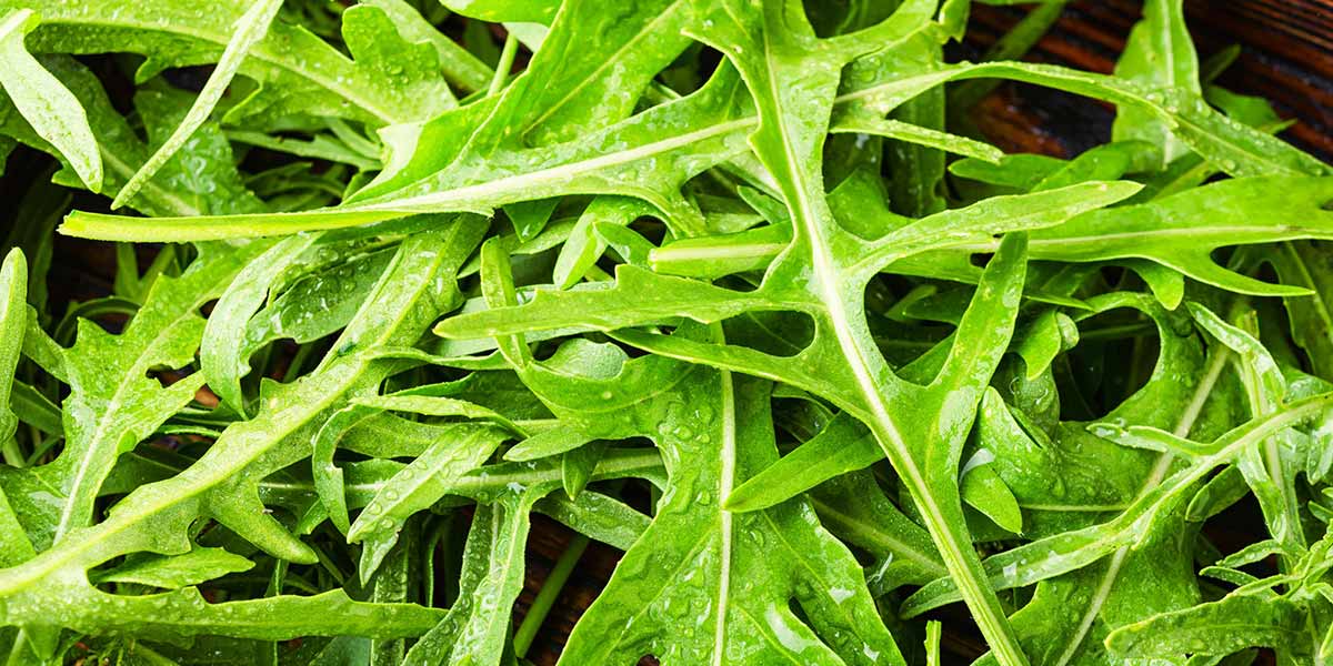 Dagli scarti della rucola Igp Piana del Sele un farmaco contro l'ipertensione